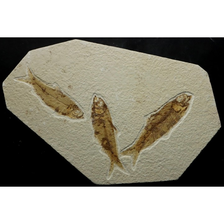 poisson fossile KNIGHTIA EOCAENA - USA