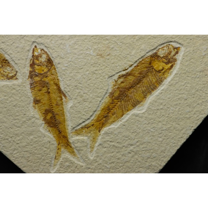poisson fossile KNIGHTIA EOCAENA - USA
