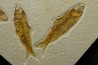 poisson fossile KNIGHTIA EOCAENA - USA