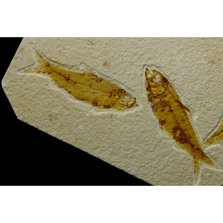 poisson fossile KNIGHTIA EOCAENA - USA
