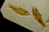 KNIGHTIA EOCAENA