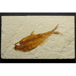 Diplomystus dentatus