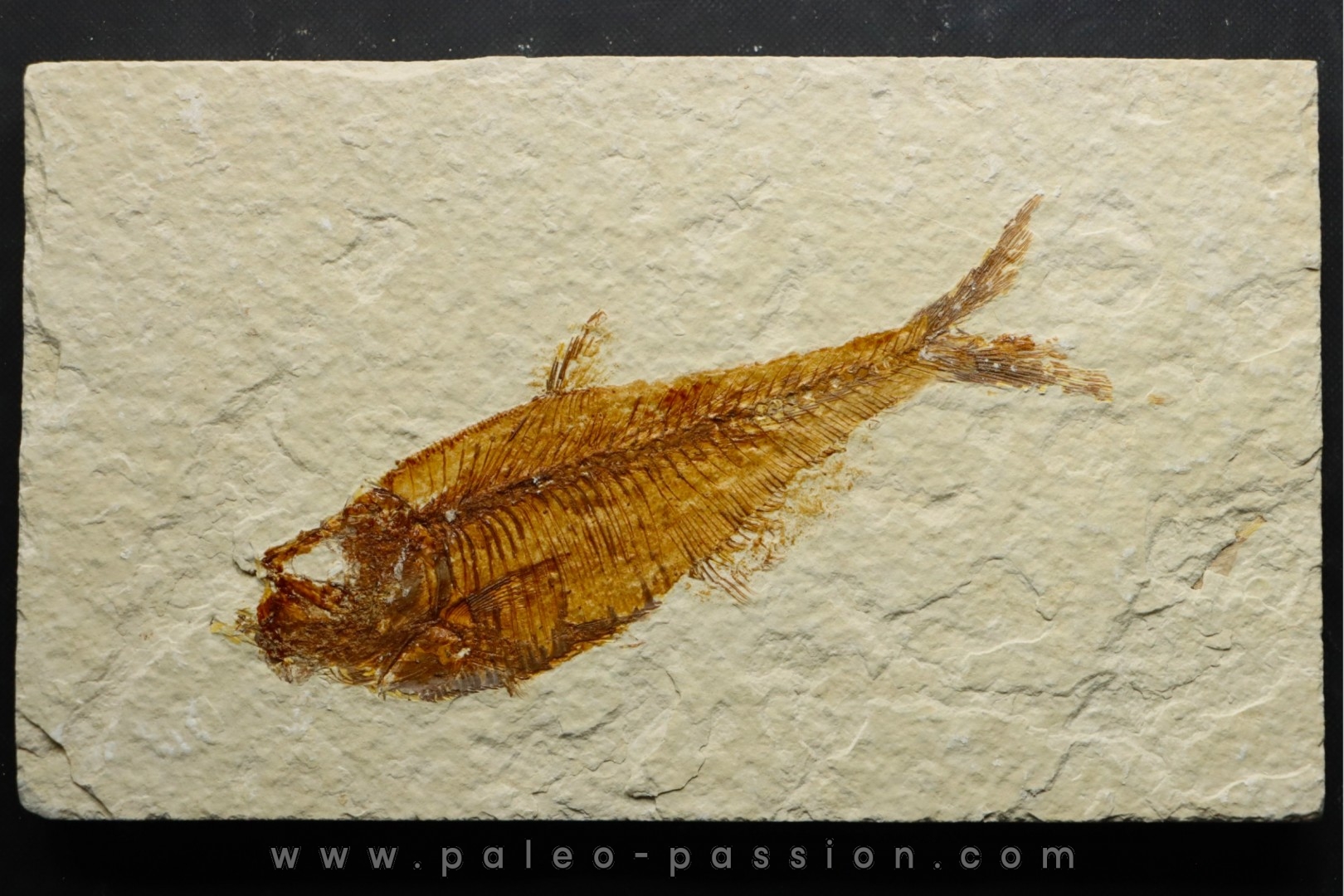 poisson fossile Diplomystus dentatus - USA