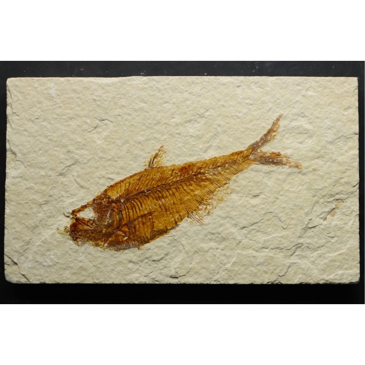 poisson fossile Diplomystus dentatus - USA
