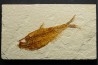 Diplomystus dentatus