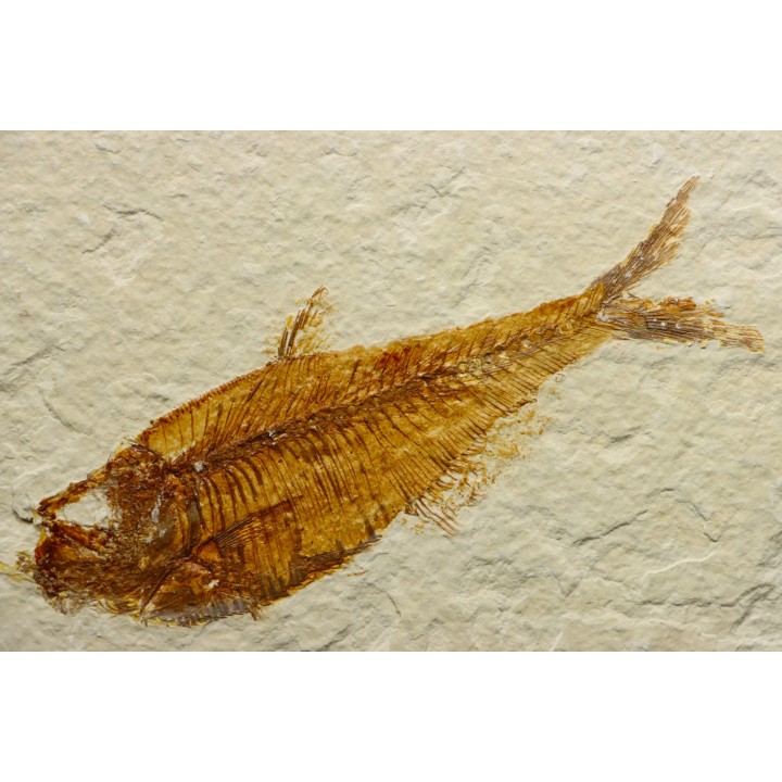 Diplomystus dentatus