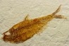 Diplomystus dentatus