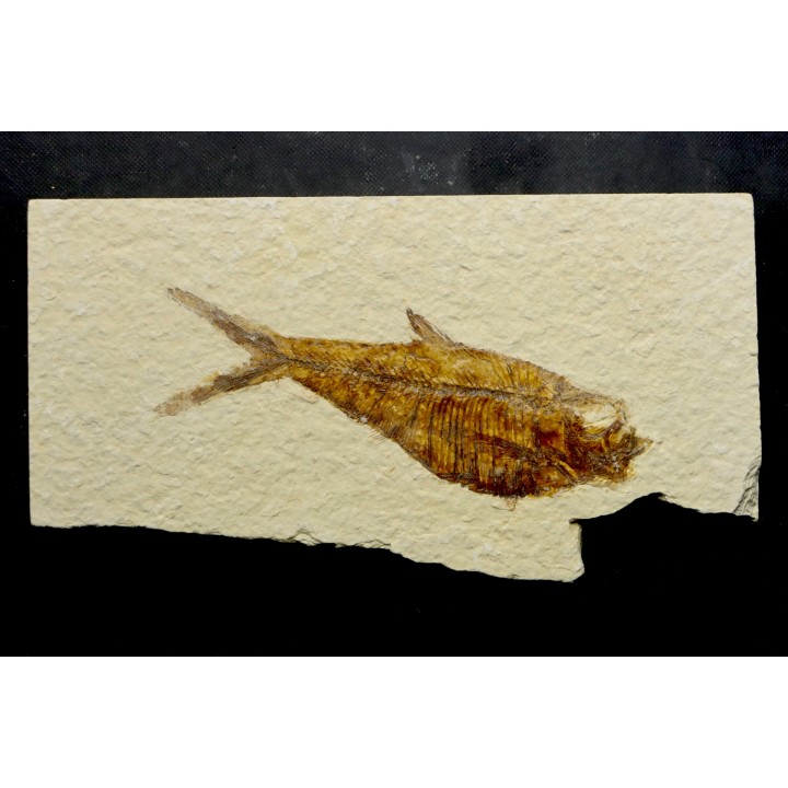 Diplomystus dentatus