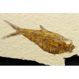 poisson fossile Diplomystus dentatus - USA