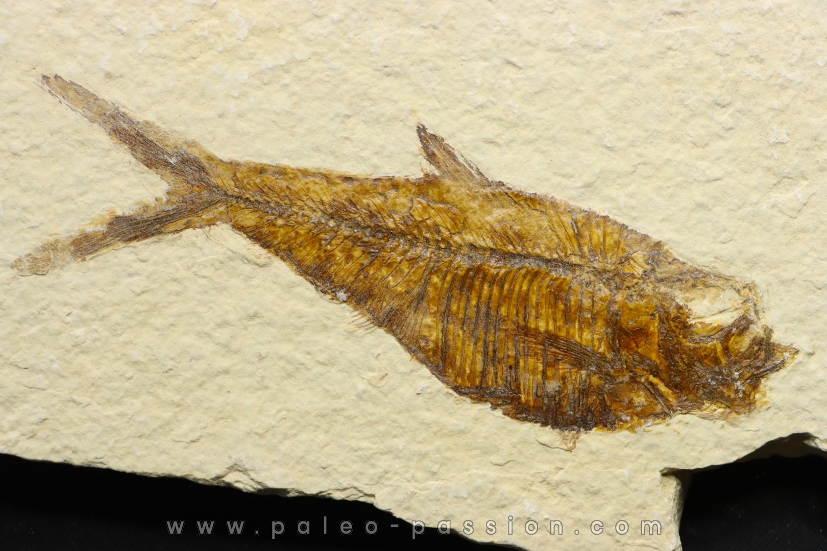 poisson fossile Diplomystus dentatus - USA