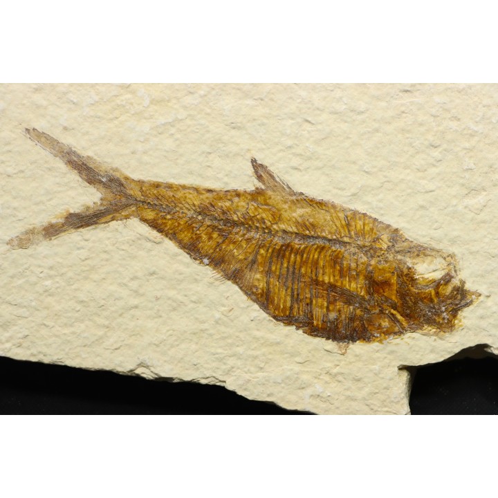poisson fossile Diplomystus dentatus - USA