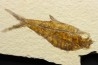 Diplomystus dentatus