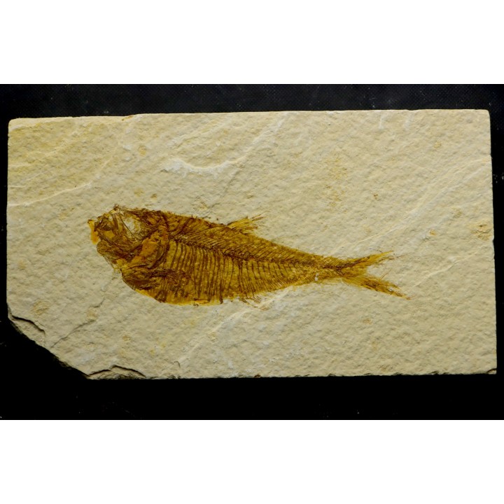 Diplomystus dentatus