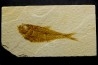 poisson fossile Diplomystus dentatus - USA