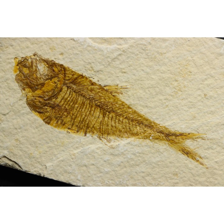 Diplomystus dentatus