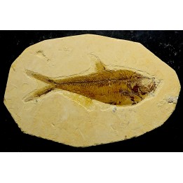Diplomystus dentatus