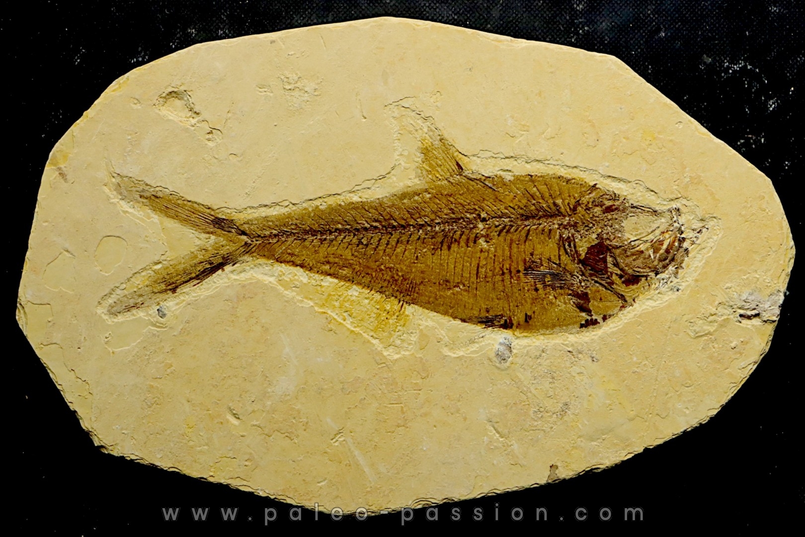 poisson fossile Diplomystus dentatus - USA
