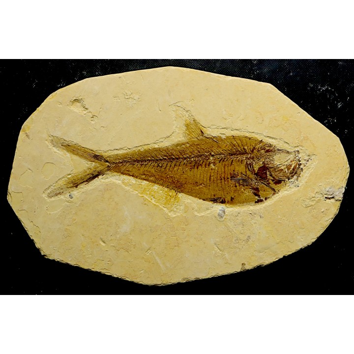 poisson fossile Diplomystus dentatus - USA