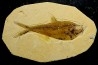 Diplomystus dentatus