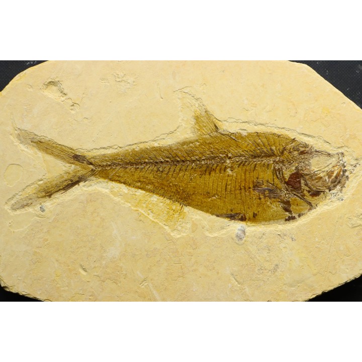 Diplomystus dentatus