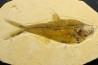 Diplomystus dentatus