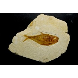 poisson fossile Diplomystus dentatus - USA