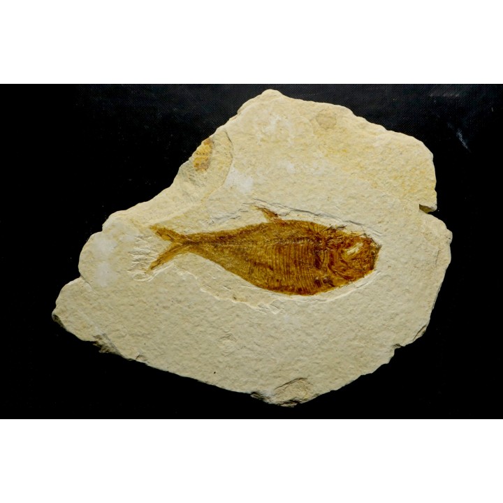 Diplomystus dentatus