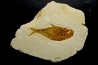 Diplomystus dentatus