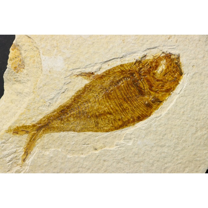 poisson fossile Diplomystus dentatus - USA