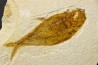 Diplomystus dentatus