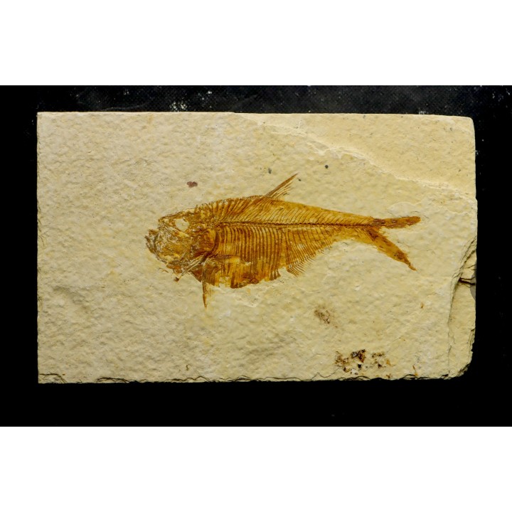 poisson fossile Diplomystus dentatus - USA