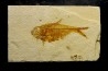 poisson fossile Diplomystus dentatus - USA