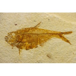 poisson fossile Diplomystus dentatus - USA