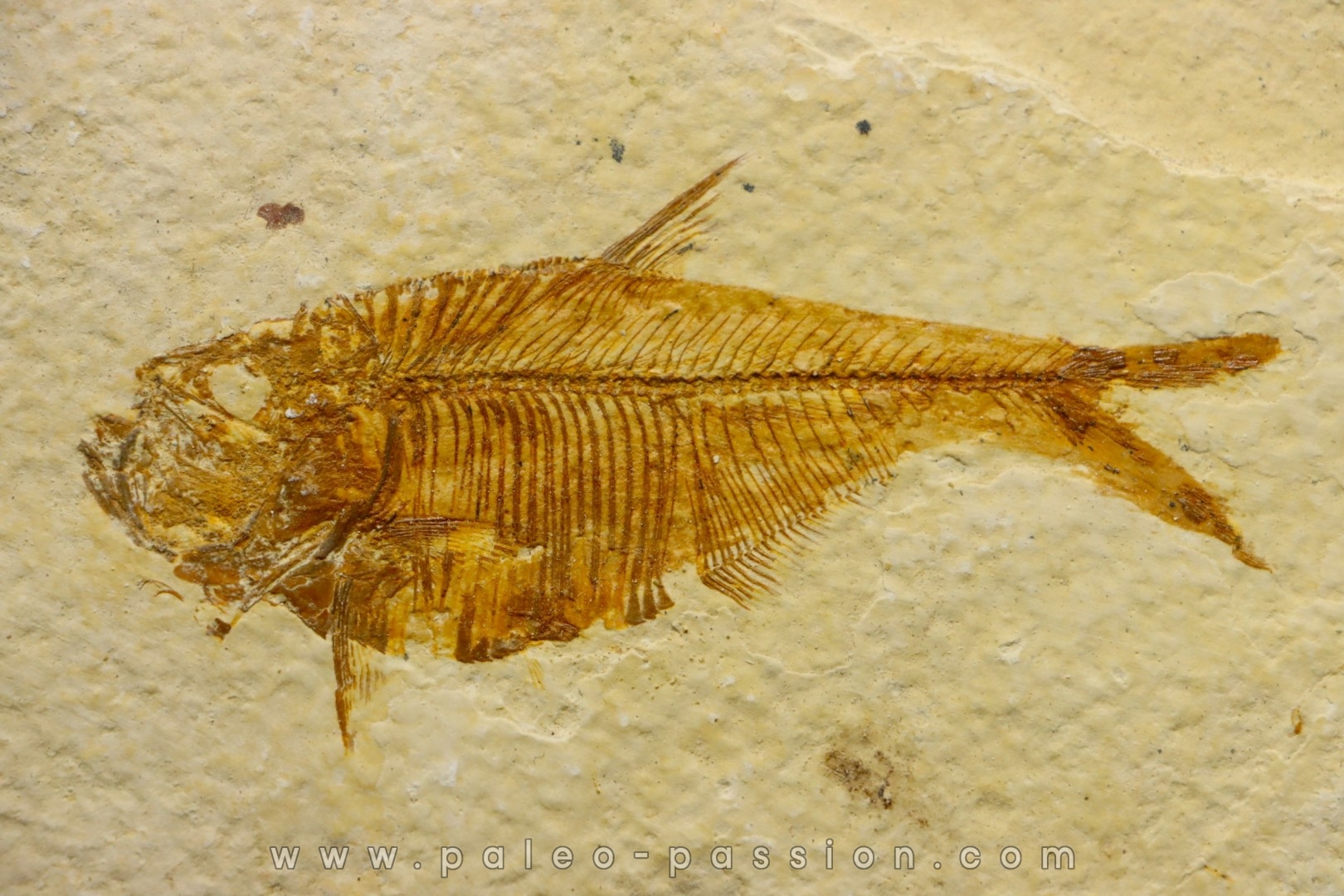 poisson fossile Diplomystus dentatus - USA