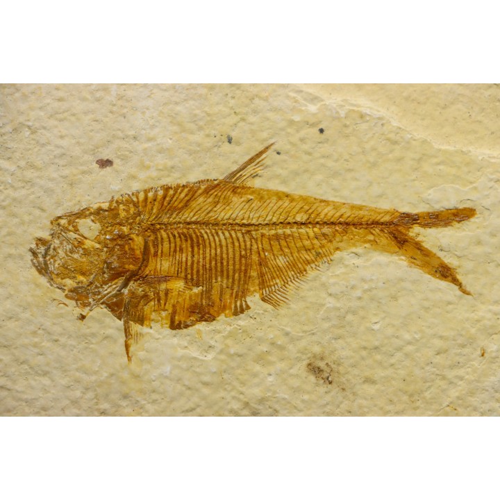 poisson fossile Diplomystus dentatus - USA