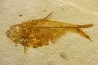 poisson fossile Diplomystus dentatus - USA