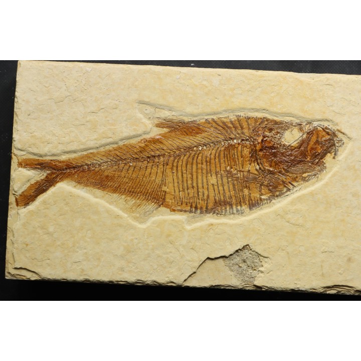 poisson fossile Diplomystus dentatus - USA