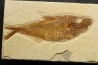 poisson fossile Diplomystus dentatus - USA