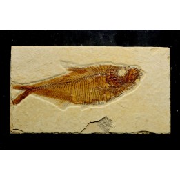 poisson fossile Diplomystus dentatus - USA