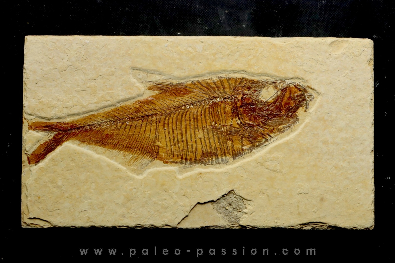 poisson fossile Diplomystus dentatus - USA