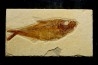 Diplomystus dentatus