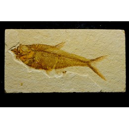 poisson fossile Diplomystus dentatus - USA