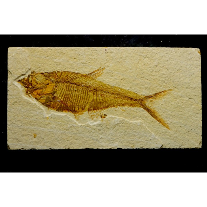 Diplomystus dentatus