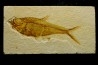 Diplomystus dentatus