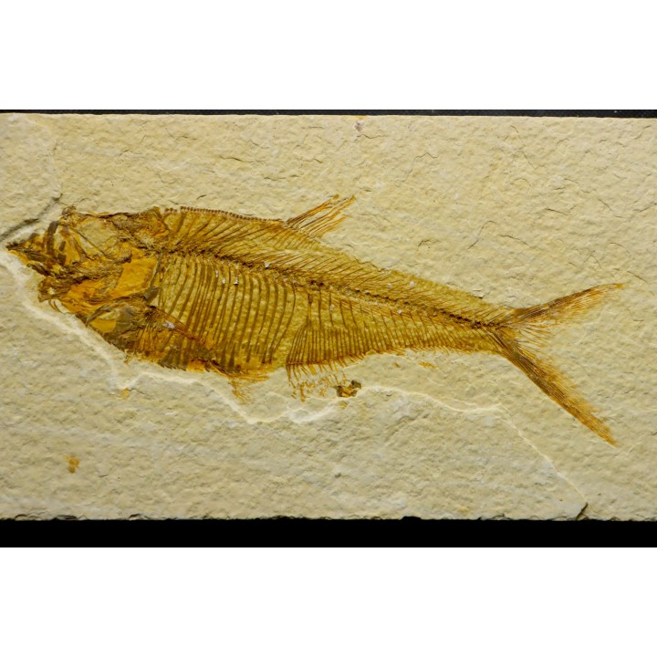 poisson fossile Diplomystus dentatus - USA