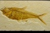 poisson fossile Diplomystus dentatus - USA