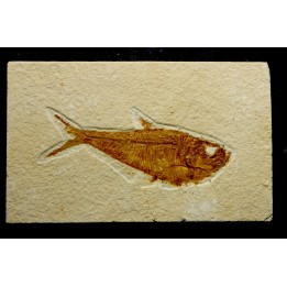 poisson fossile Diplomystus dentatus - USA