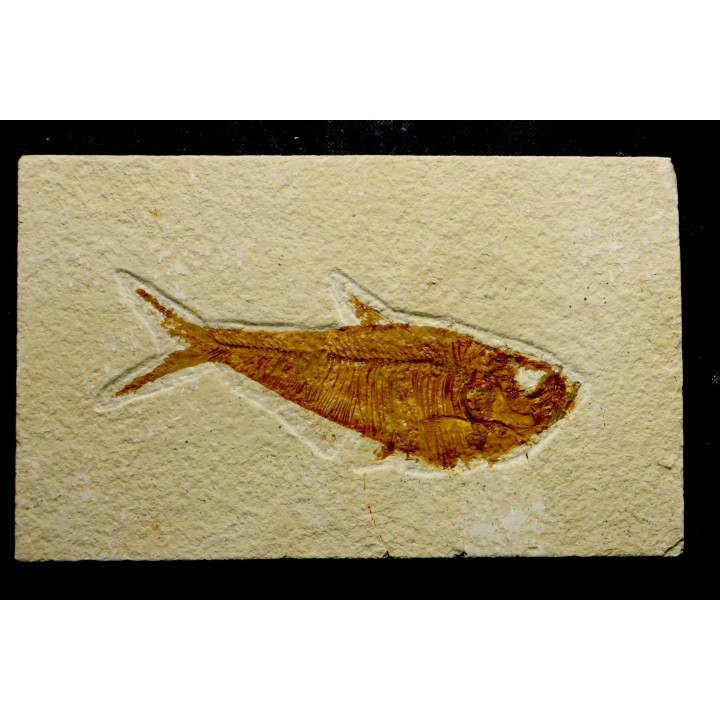 Diplomystus dentatus