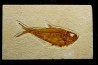 Diplomystus dentatus