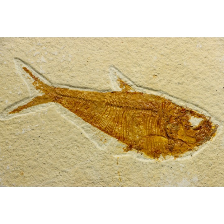 Diplomystus dentatus